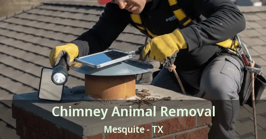 Chimney Animal Removal Mesquite - TX